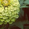 Zinnia elegans 'Envy', flowers