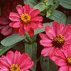 Zinnia elegans 'Profusion Cherry', habit