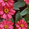Zinnia elegans 'Profusion Cherry', habit