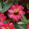 Zinnia elegans 'Profusion Cherry', habit