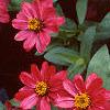 Zinnia elegans 'Profusion Cherry', habit