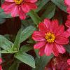 Zinnia elegans 'Profusion Cherry', habit