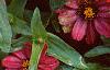 Zinnia elegans 'Profusion Cherry', habit