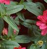 Zinnia elegans 'Profusion Cherry', habit