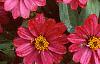 Zinnia elegans 'Profusion Cherry', habit