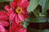 Zinnia elegans 'Profusion Cherry', habit