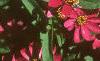 Zinnia elegans 'Profusion Cherry', flowers