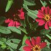 Zinnia elegans 'Profusion Cherry', flowers