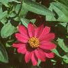 Zinnia elegans 'Profusion Cherry', flowers