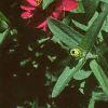 Zinnia elegans 'Profusion Cherry', flowers