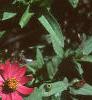 Zinnia elegans 'Profusion Cherry', flowers