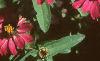 Zinnia elegans 'Profusion Cherry', flowers