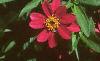 Zinnia elegans 'Profusion Cherry', flowers