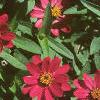 Zinnia elegans 'Profusion Cherry', flowers