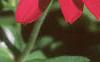 Zinnia elegans 'Profusion Cherry', flowers