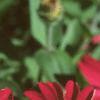 Zinnia elegans 'Profusion Cherry', flowers