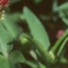 Zinnia elegans 'Profusion Cherry', flowers