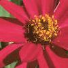 Zinnia elegans 'Profusion Cherry', flowers