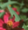 Zinnia elegans 'Profusion Cherry', flowers