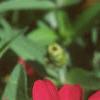 Zinnia elegans 'Profusion Cherry', flowers