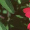 Zinnia elegans 'Profusion Cherry', flowers