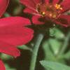 Zinnia elegans 'Profusion Cherry', flowers