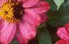 Zinnia elegans 'Profusion Cherry', flowers