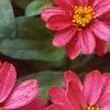 Zinnia elegans 'Profusion Cherry', flowers