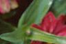 Zinnia elegans 'Profusion Cherry', flowers