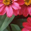 Zinnia elegans 'Profusion Cherry', flowers