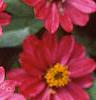 Zinnia elegans 'Profusion Cherry', flowers