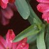 Zinnia elegans 'Profusion Cherry', flowers