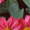 Zinnia elegans 'Profusion Cherry', flowers