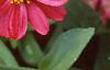 Zinnia elegans 'Profusion Cherry', flowers