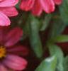 Zinnia elegans 'Profusion Cherry', flowers