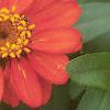 Zinnia elegans 'Profusion Orange', flowers