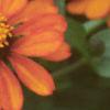 Zinnia elegans 'Profusion Orange', flowers