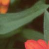 Zinnia elegans 'Profusion Orange', flowers
