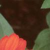 Zinnia elegans 'Profusion Orange', flowers