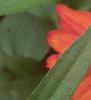 Zinnia elegans 'Profusion Orange', flowers