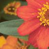 Zinnia elegans 'Profusion Orange', flowers