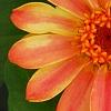 Zinnia 'Giant Coral', flowers