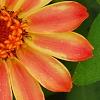 Zinnia 'Giant Coral', flowers