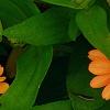 Zinnia 'Giant Coral', flowers