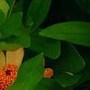 Zinnia 'Giant Coral', flowers
