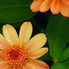 Zinnia 'Giant Coral', flowers
