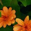 Zinnia 'Giant Coral', flowers