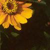 Zinnia 'Golddust Pinwheel', flowers