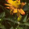 Zinnia 'Golddust Pinwheel', flowers