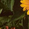 Zinnia 'Golddust Pinwheel', flowers